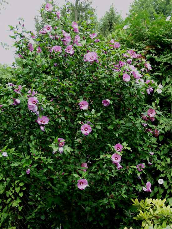 Hibiscus syriacus